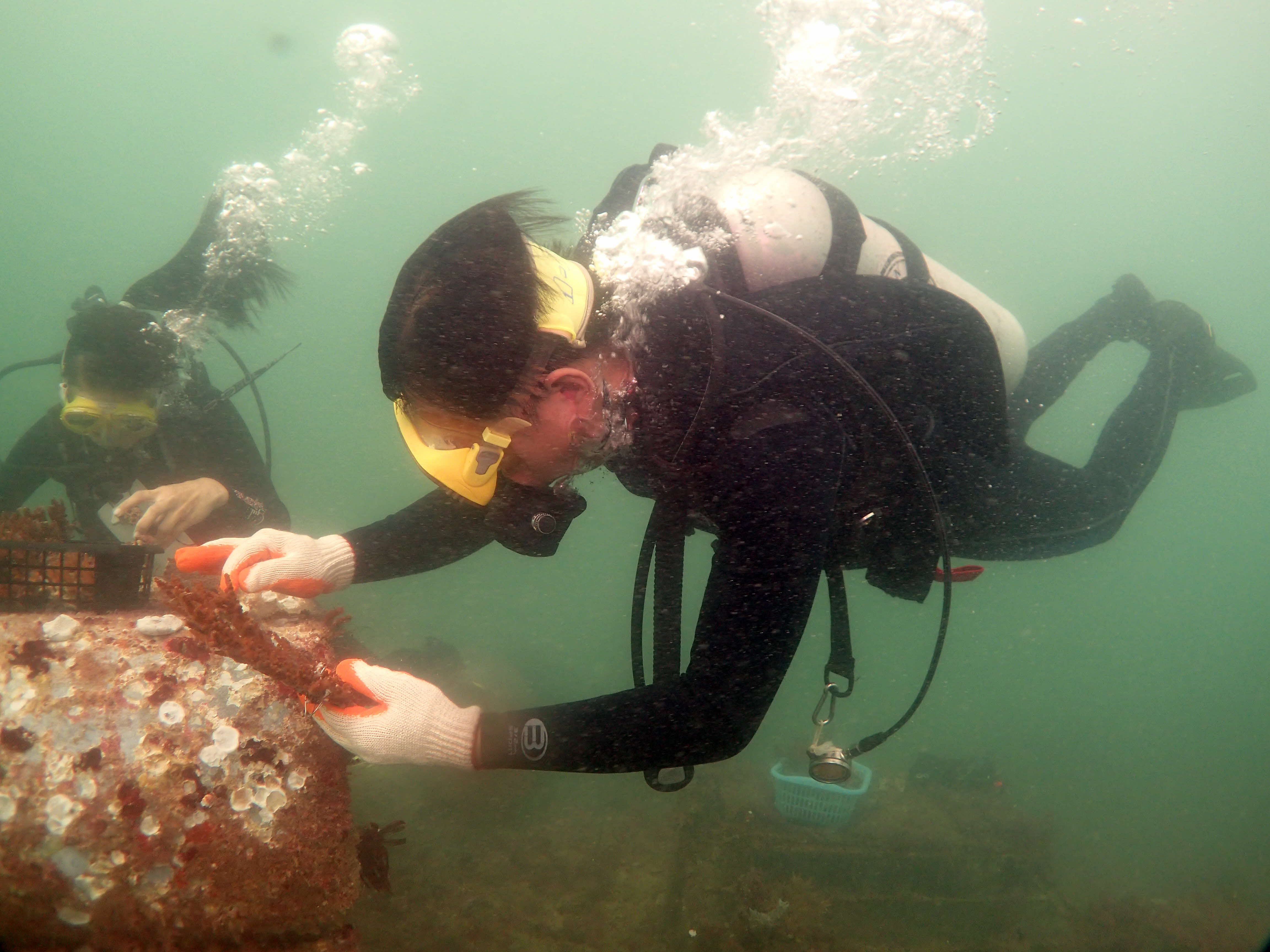 Staff preparing corals for attachment on REU